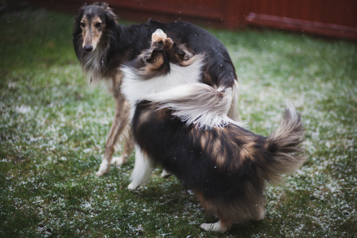 healingheartdogs:ofcarnivora:The rare occasion when Chico is playful So much swishing fur, it’s magn