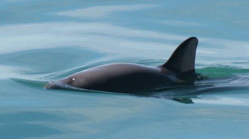 csnews:  ‘Days or months left’ for porpoise species Vaquita as it nears extinction   Cat