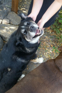 awwww-cute:  Blake loves the pettin’s.