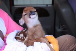 sixpenceee:  This baby deer rescued from
