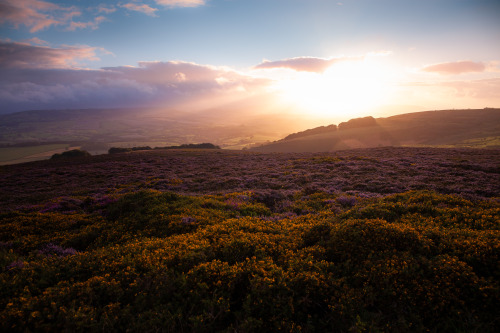 ardley: The Quantock Hills This is the most incredible time of year - the end of English Summer. The