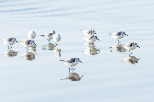 Drakes Beach Sandpipers | Point Reyes National Seashore | California. Please follow my photographic 