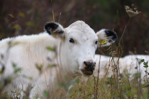 michaelnordeman:Cows in Edsåsdalen, Jämtland, Sweden.