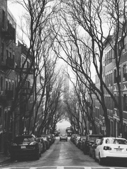 northskyphotography:  Beacon Hill Trees by North Sky Photography 