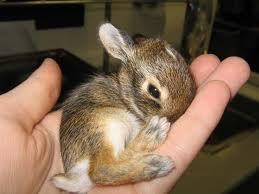 Cute bunnies in cups