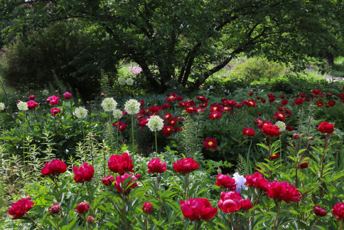 Gorgeous peonies at Hermannshof in Germany.  Their vibrant color jumped right out of the shade and t