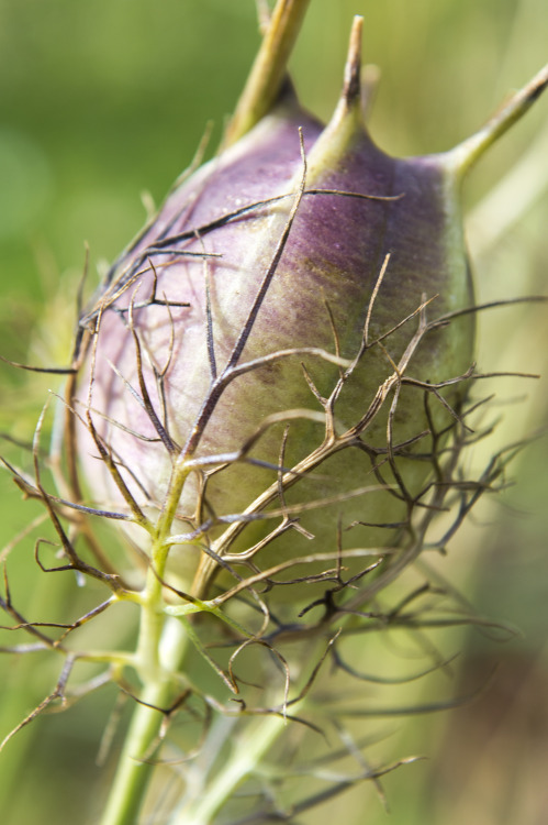 pragmaculture:  Love-in-a-mist (Nigella damascena) seed pods