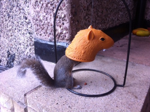 Sammy the Squirrel enjoying his new feeder!