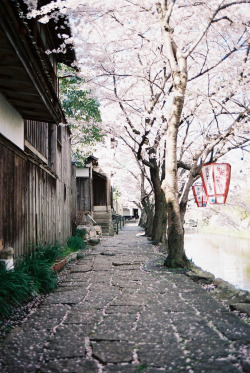 fuckyeahjapanandkorea:  Sakura#4 (by Saori_)