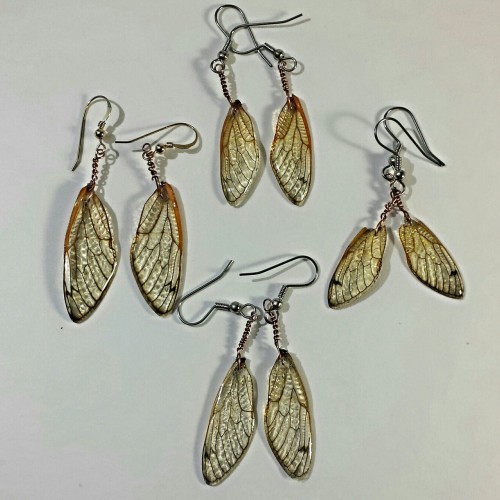 Still having lots of fun working with wings and shells from 17 year cicadas. All made by me. Many pi