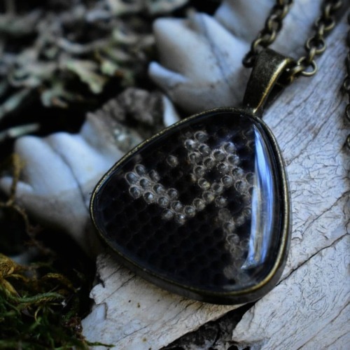 Adding a few varieties of reptile skin pendants to the shop now. This gorgeous tegu lizard skin is a