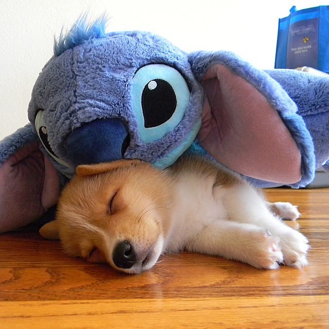 ventusthecorgi:  Three days until Ventus’ 3rd birthday! Here he is at age ZERO.