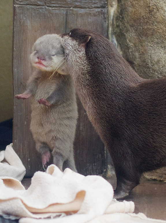 dailyotter:
“Mother Otter Transports Her Pup
Thanks, teakura!
[Sunshine Aquarium, Tokyo]
”