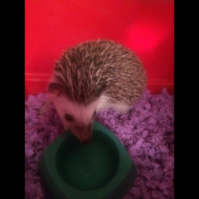 Everyone welcome Porky Gero into the world. #porkygero #hedgehog #motherhood  @rachel_edge