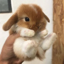 bunny-sprinkles avatar