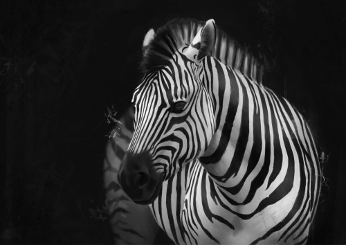 Zebra study