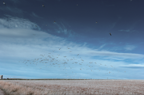 leirelatent: “Lake Sevan”, by Eliza Malkhasyan