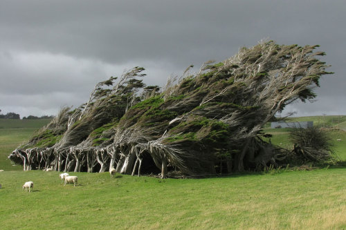 dem-dreads:  amazing trees :) 