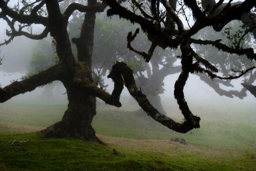 oviz: Madeira, Portugal