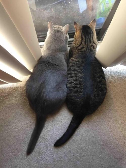 awwww-cute:And I was worried they would hate each other. (Source: http://ift.tt/2qcTRmE)