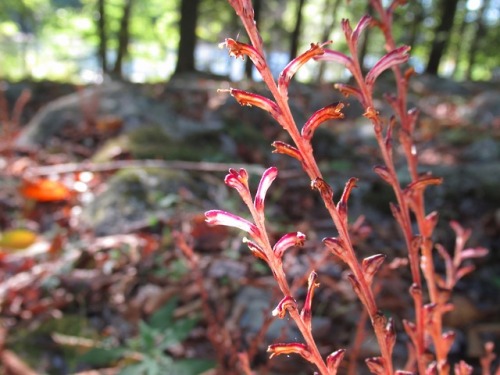 Beechdrops, Epifagus virginiana, a non-photosynthetic plant with no chlorophyll, parasitic on Americ