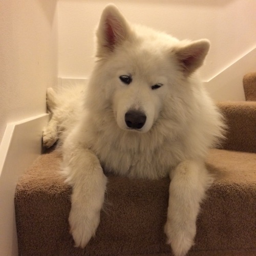 skookumthesamoyed:Sweet pup waking up from a nice little stairs nap