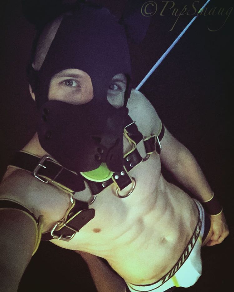 pupsmaug:  🐾Pup is hiding something in his undies hehe🐾#kinkygay #gaymodel
