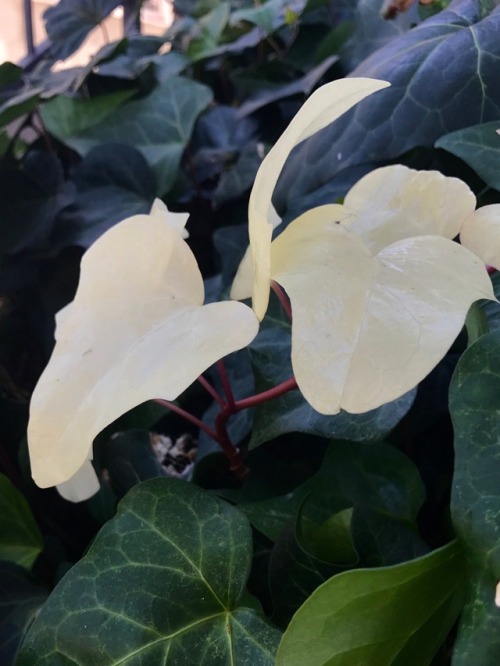 5.23.17 - Found another albino plant! This was an albino ivy in a residential area of Larchmont Vill