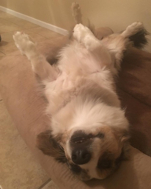 Dippy down #corgi #fluffycorgi