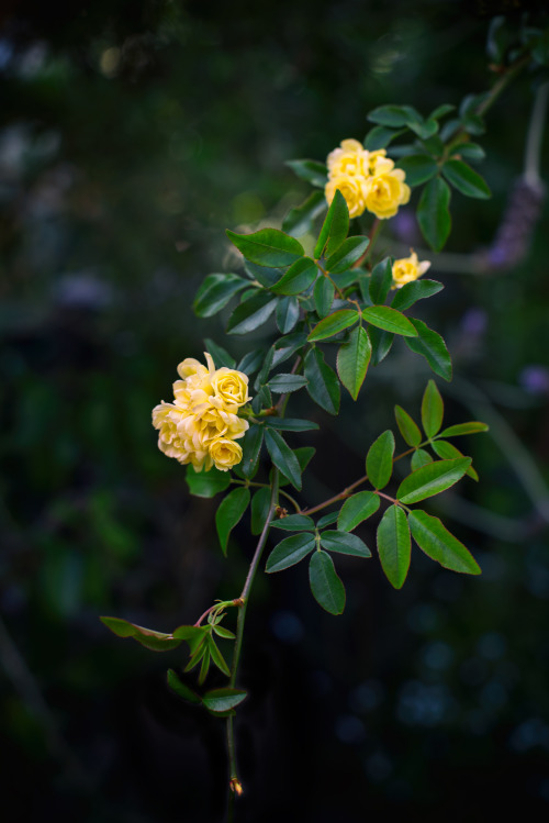 floralls: submitted by miyukimardon : yellow mini roses photo by Miyuki Mardon