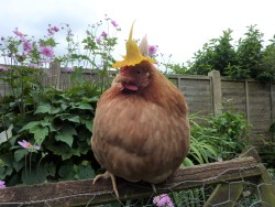 beanmilks:nasturtiums are natures chicken hats