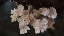 apolysis:i think i have reblogged this before but its literally the best photo collection of fungi 