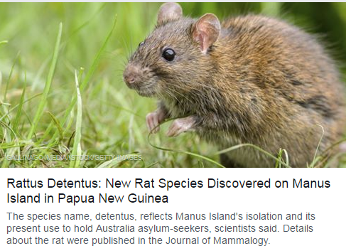 laurakvstheworld:  childrentalking:  stop the presses, boys! new rat’s in town