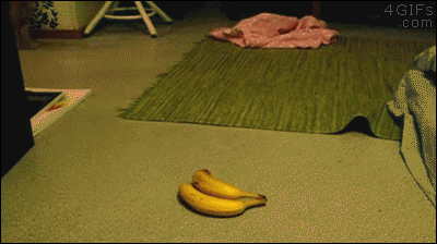 thethetwistedone:  cute—animal—blog:  cutestcorner: Cat avoiding a potential
