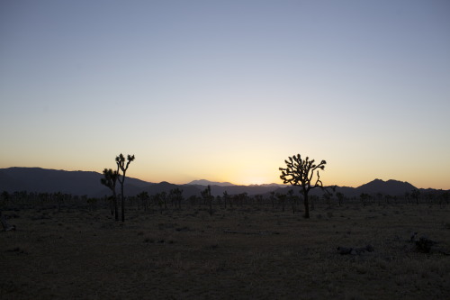 Joshua Tree, 2014