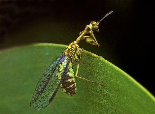 onenicebugperday:Yellow mantidfly, Spaminta minjerribae, Mantispidae Found on the southeastern 