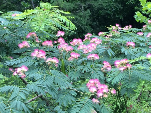Mimosa (Mimosa spp) Trees in Bloom, Accotinkle Park, Fairfax County, ole Virginny, 2014.They grow in