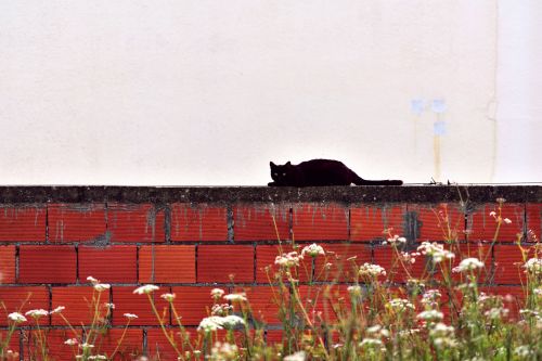 photography-is-silence-fiction:Gatinho preto (Black kitty) © Ricardo Félix aka Photography is Silenc