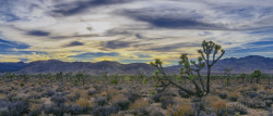 &ldquo;Joshua Tree Sunset&rdquo; Joshua Tree National ParkI think I heard U2-jerrysEYES