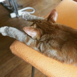 kabukicat:  Pluie, 19/05/15.  寝姿がアミさんに似てきた。  sleeping.  #cat #猫 #ami #pluie #catstagram #catsofinstagram #instacat #bestmeow #WeeklyFluff