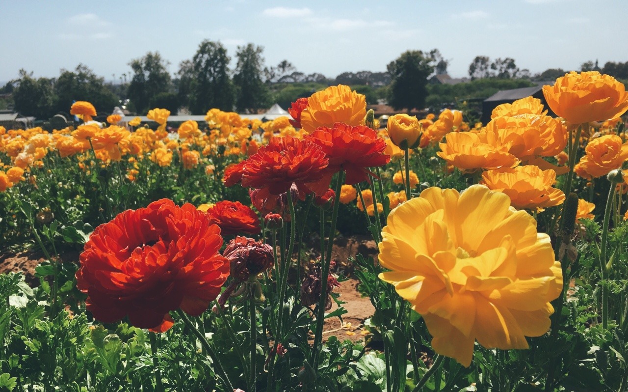 floralls:     submitted by raw-and-true:  Flower Fields, Carlsbad, CA 