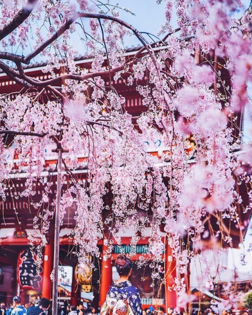 vintagepales2 - Japanese Spring byKristina Makeeva