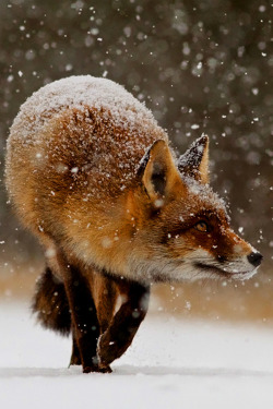 wolverxne:  Snow Fox - by: Roeselien Raimond