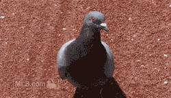 mlb:  Enjoy a pigeon taking flight in slow motion. 