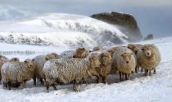 itsallaboutdreams:  Shetland sheep in winter