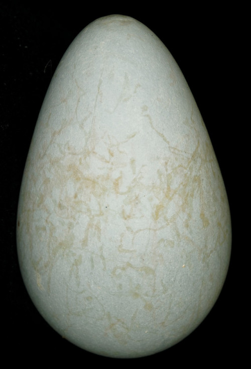 The amazing vareity of Guillemot (Uria Aalge) eggs from Birmingham Museums Trust’s collection.