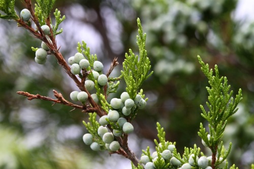 julesofnature: juniper with seed cones “But down deep, at the molecular heart of life, we&rsqu