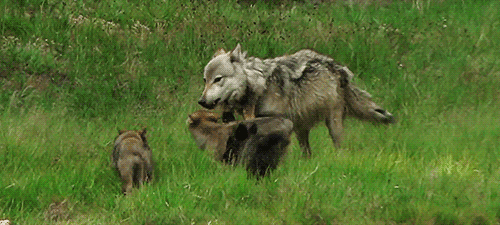 tumblr_nxzac3HhCX1rftd23o1_500.gif
