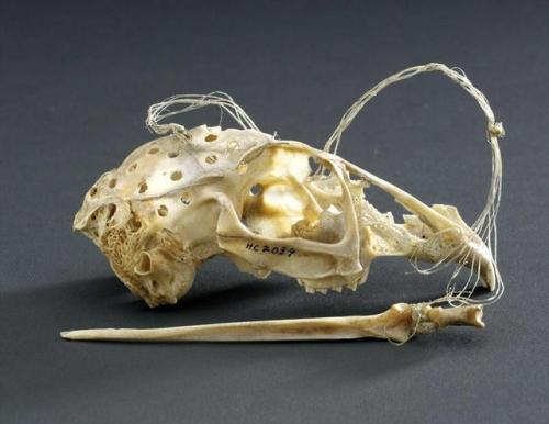 centuriespast:Skull and pin gameGeography:Nunavut or Quebec, CanadaDate:1910-1914Maker:Nunatsiarmiut