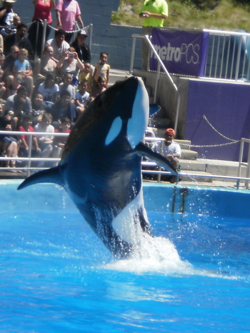 Gender: FemalePod: N/APlace of Capture: Born at Marineland Antibes, FranceDate of Capture: Born on F